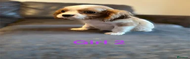 Cavalier King Charles Spaniel 3