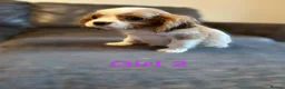 Cavalier King Charles Spaniel dogs for sale: CAVALIER KING CHARLES PUPS READY NOW KC REG  - Advert 4