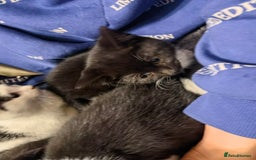 Mixed Breed cats for sale: Cute fluffy kittens black and white boys and girls - Image 2