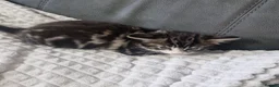 Siberian cats for sale: Lovely kittens in Ashford - Advert 13