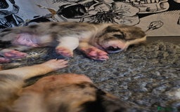 Border Collie dogs for sale: Unique blue merle border collie puppies - Image 15
