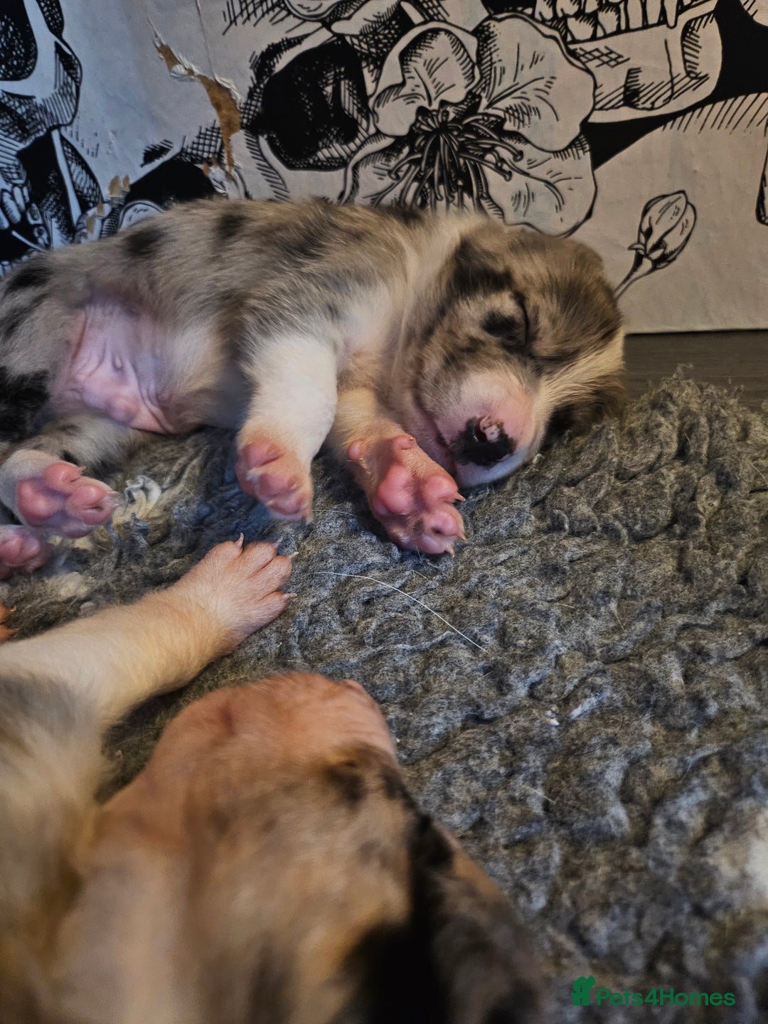Border Collie dogs for sale: Unique blue merle border collie puppies - Image 15