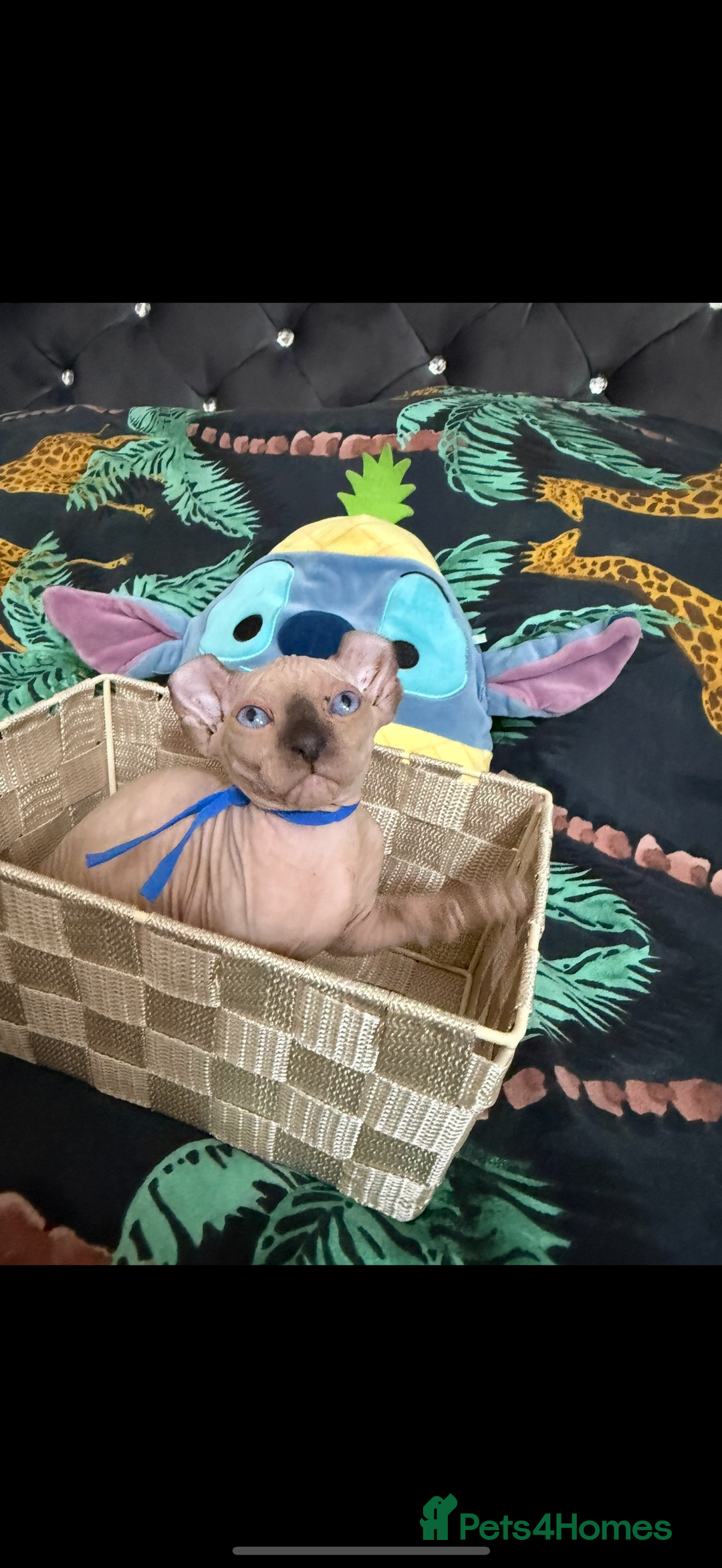Sphynx cats for sale: Bald, bold elf blue eyes kittens  - Image 9