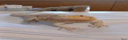 Bearded Dragon reptiles for sale: Bearded dragon. in Southport - Advert 1