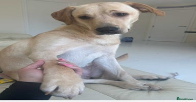 Labrador Retriever dogs Fully vaccinated Labrador retriever. - Advert 2