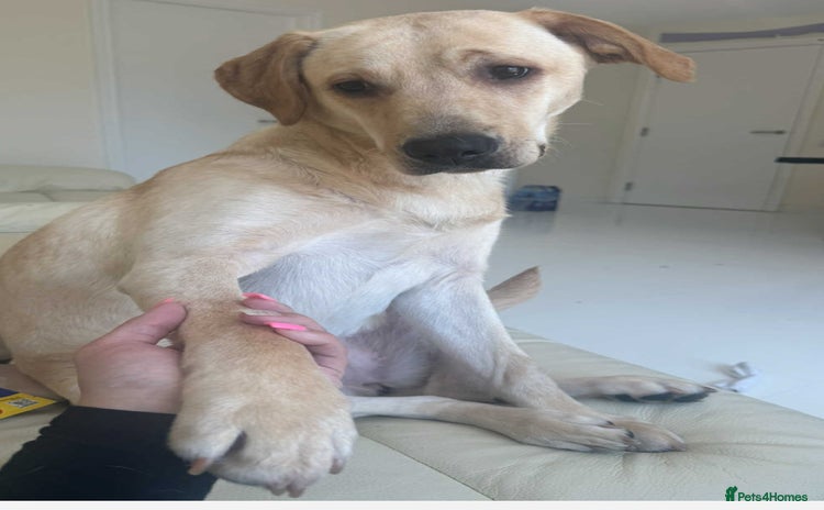 Labrador Retriever dogs Fully vaccinated Labrador retriever. - Advert 1