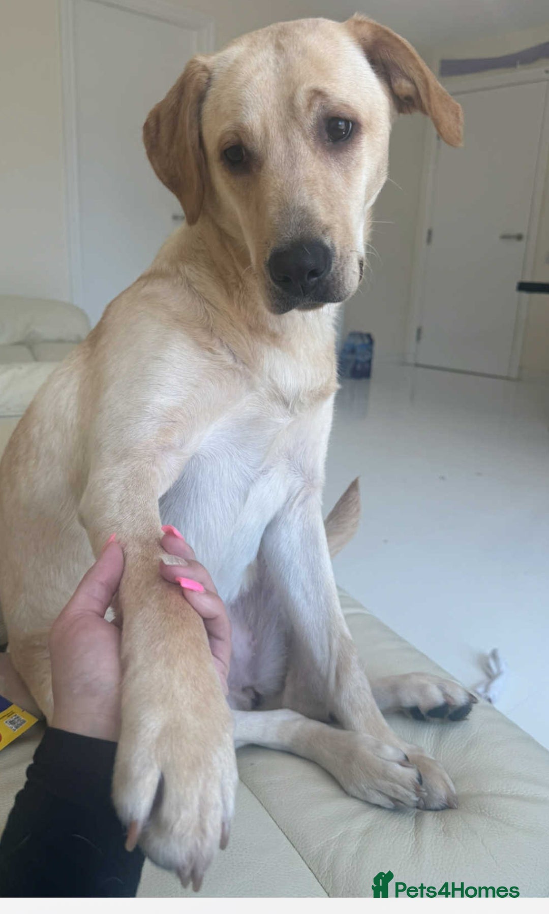 Labrador Retriever dogs for sale: Beautiful Labrador retrievers - Advert 6