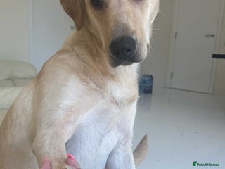 Labrador Retriever dogs Fully vaccinated Labrador retriever. - Advert 3