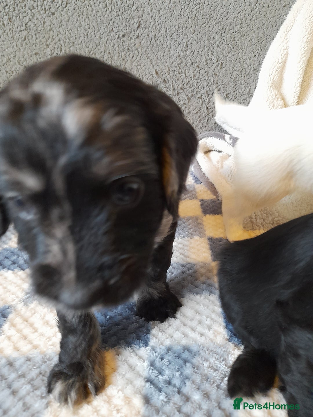 Sproodle dogs for sale: Gorgeous Sproodle pups. - Advert 15