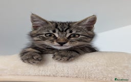 American Shorthair cats for sale: Amazing playful boy is looking for a loving family - Image 1