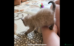 Bengal cats for sale: 4 Rare Tica Registered Bengal Kittens - Image 30