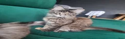 Maine Coon cats for sale: LAST TICA reg. female  - Advert 9
