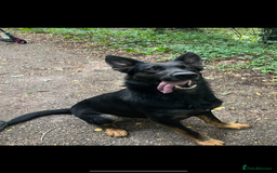 German Shepherd dogs for sale: German Shepherd Pups for Sale  - Image 8