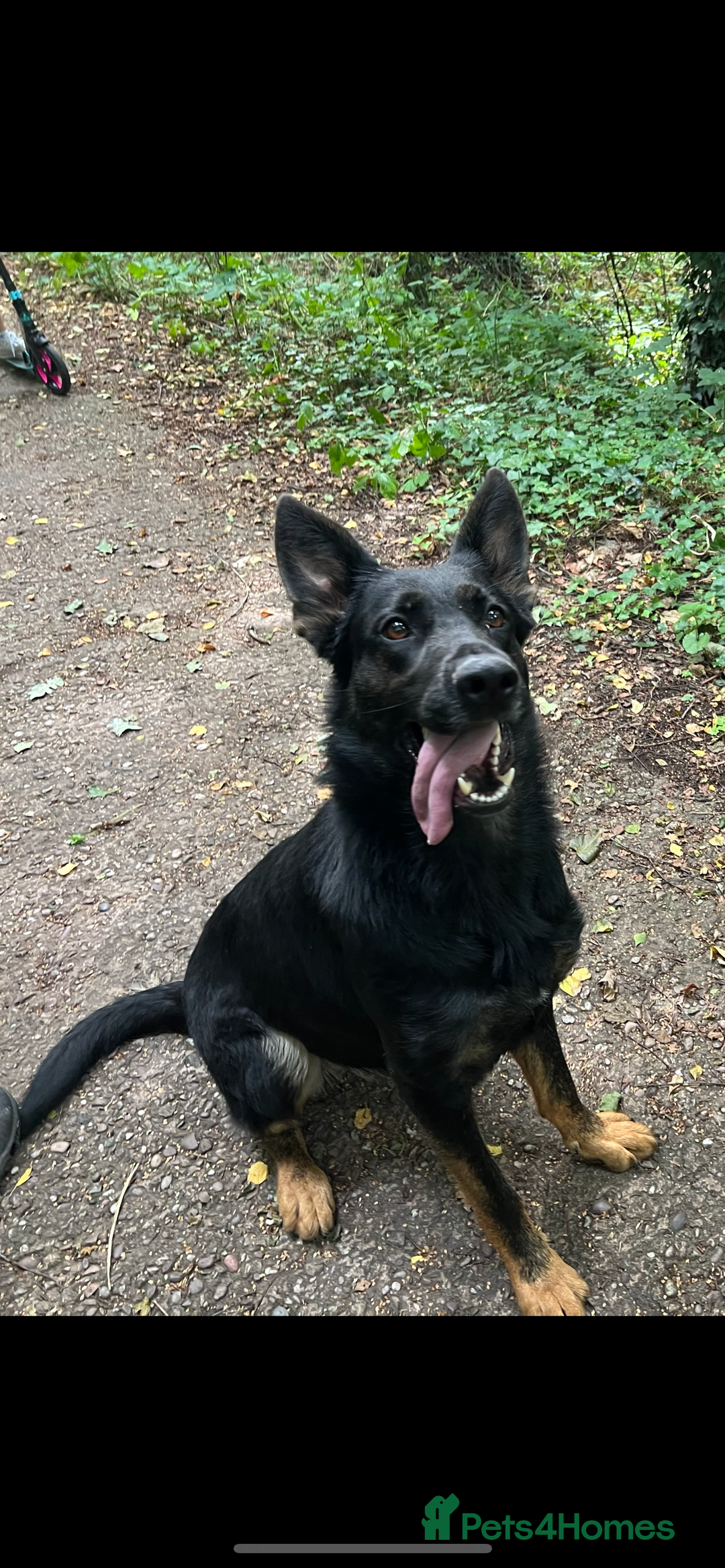 German Shepherd dogs for sale: German Shepherd Pups for Sale  - Image 8
