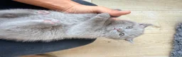 British Shorthair cats for sale:  🐱 Adorable bsh kittens looking for loving homes - Advert 27