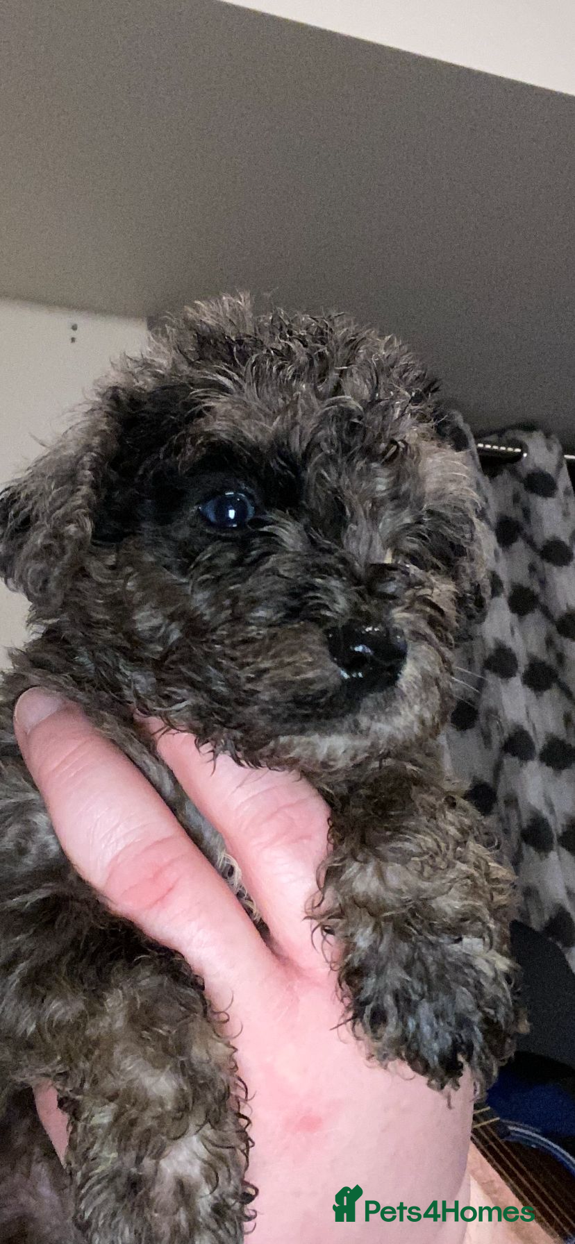 Toy Poodle dogs Beautiful Toy Poodle Pups  - Advert 2