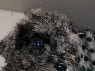 Toy Poodle dogs Beautiful Toy Poodle Pups - Advert 2