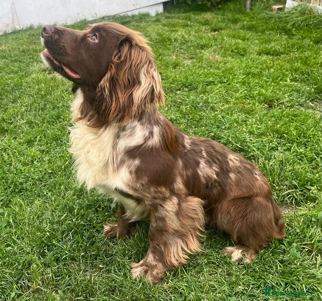 Cocker Spaniel dogs for stud: MERLE cocker spaniel at stud  in Rowlands Gill - Advert 11