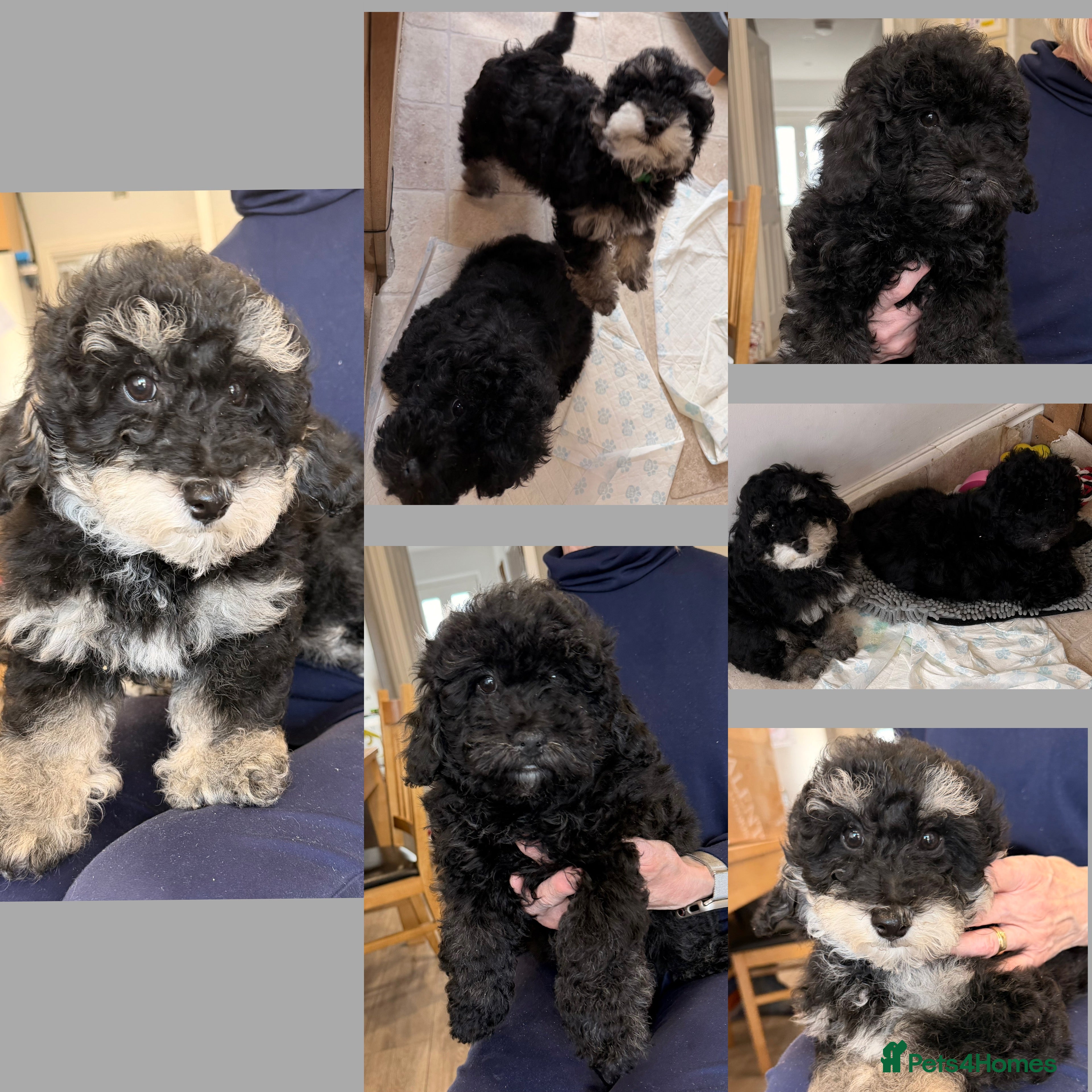 Poochon dogs Gorgeous Poochon puppies 2  boys left  - Advert 5