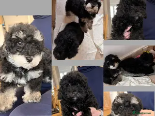 Poochon dogs Gorgeous Poochon puppies 2 boys left - Advert 5