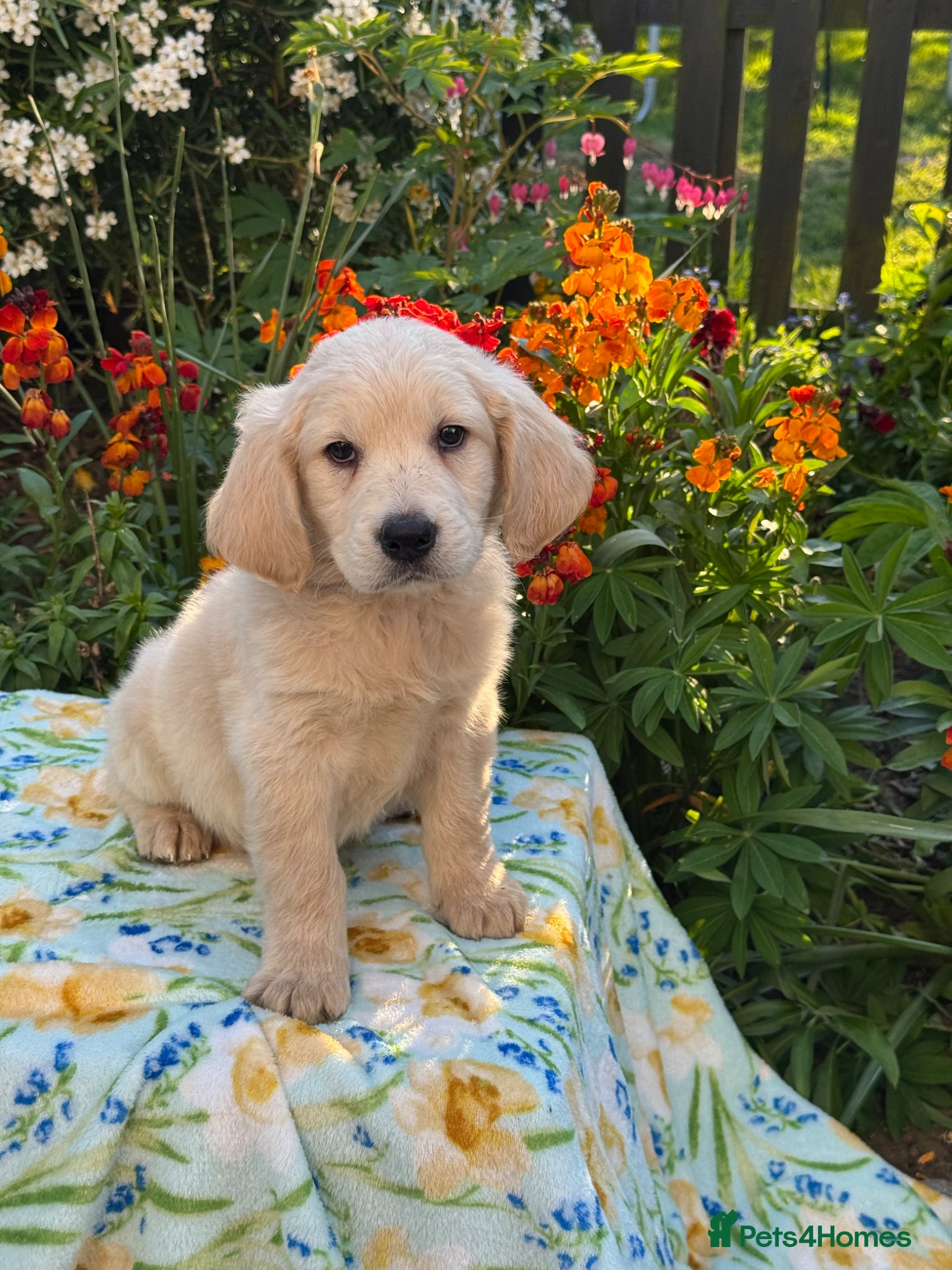 Goldendoodle dogs for sale: 1 boy left teddy bear like mini Goldendoodles  - Advert 11