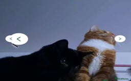 Mixed Breed cats for sale: Rehoming gizmo and ash  - Image 17