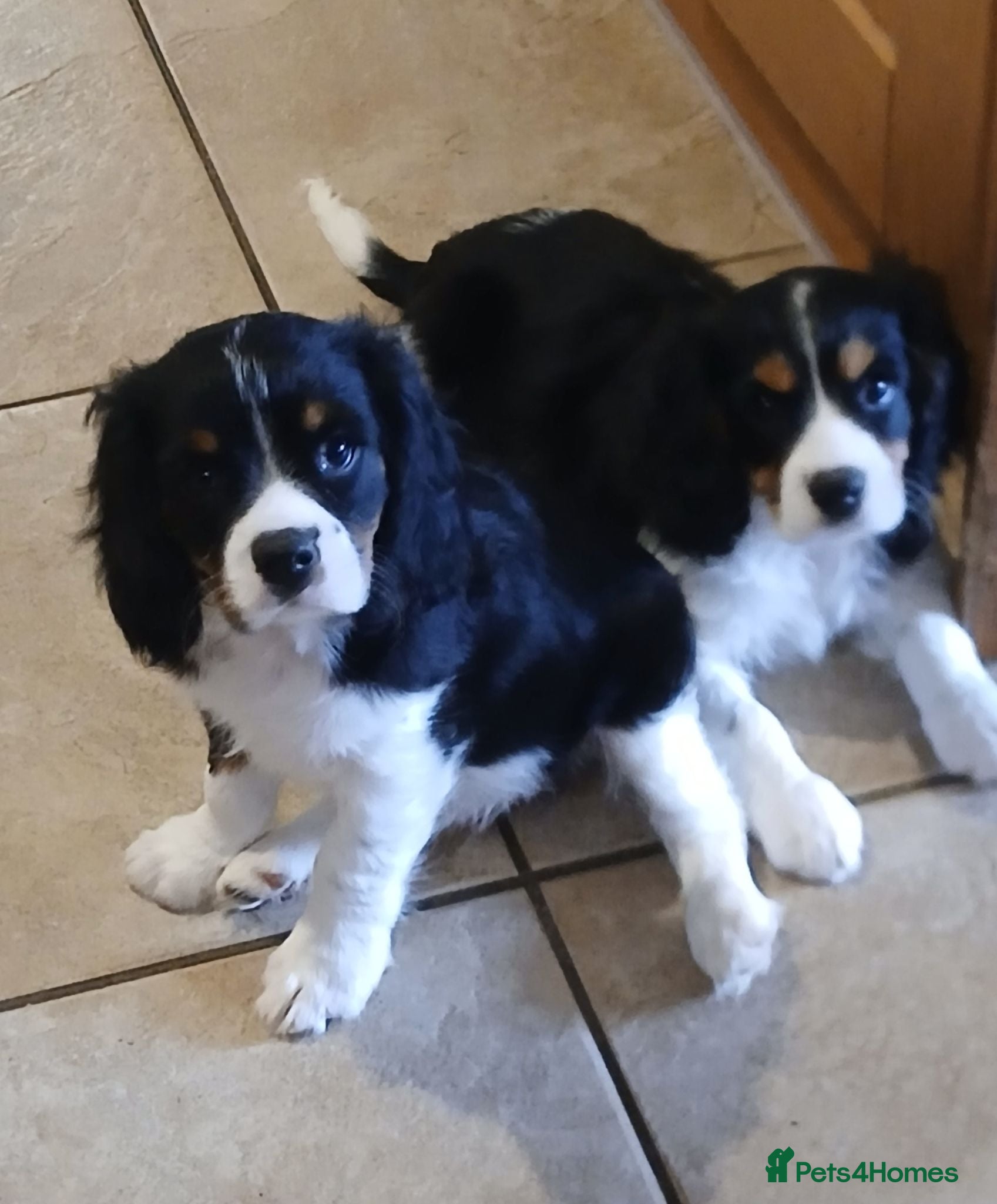 Cavalier King Charles Spaniel dogs Last two beautiful boys - Advert 1