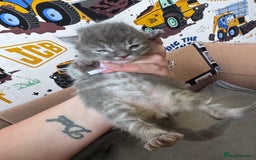 Maine Coon cats for sale: Maine coon kittens  - Image 7