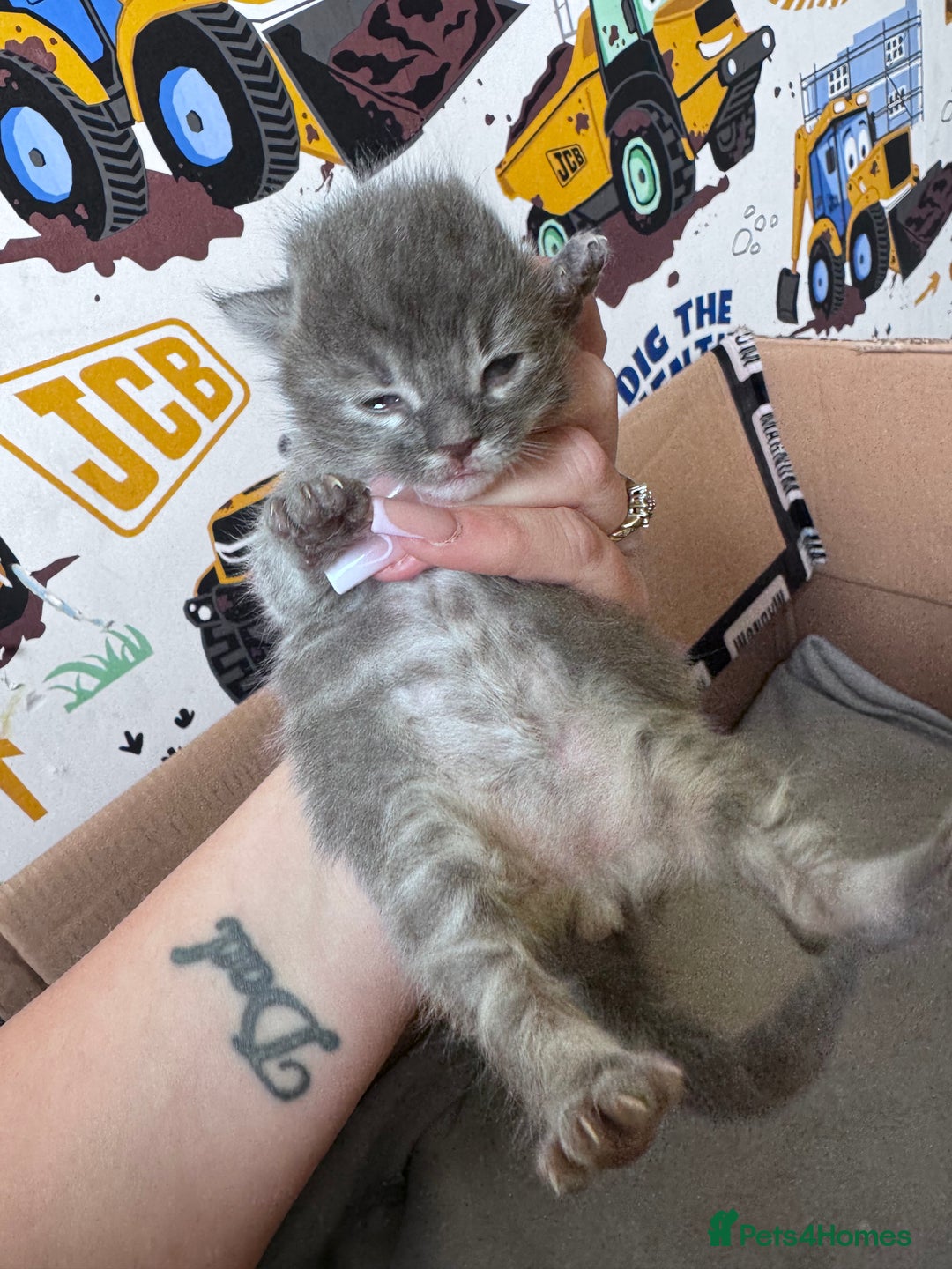 Maine Coon cats for sale: Maine coon kittens  - Image 7