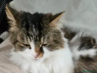 Mixed Breed cats Gizmo is looking for forever home - Advert 10