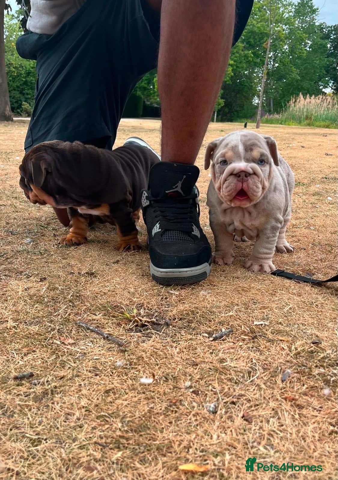 English Bulldog dogs 💎 English Bulldog Puppies!  1🌸- Girl left 🏡  - Advert 3
