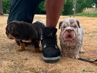 English Bulldog dogs 💎 English Bulldog Puppies! 1🌸- Girl left 🏡 - Advert 3