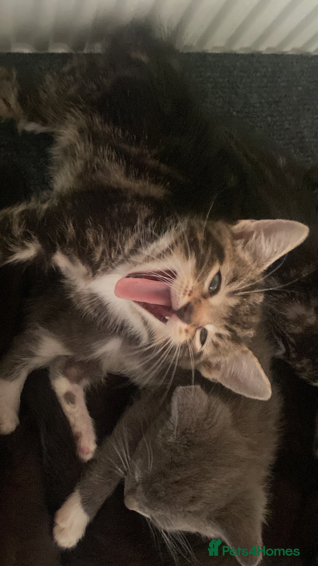 British Shorthair cats for sale: 💞 British shirt hair and tabby kittens available  - Advert 1