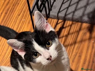 Domestic Shorthair cats - Advert 25