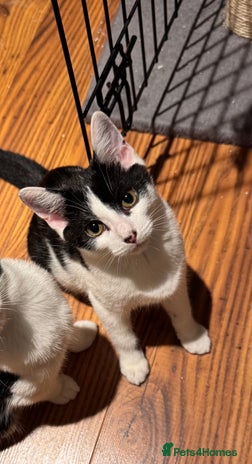 Domestic Shorthair cats - Advert 9