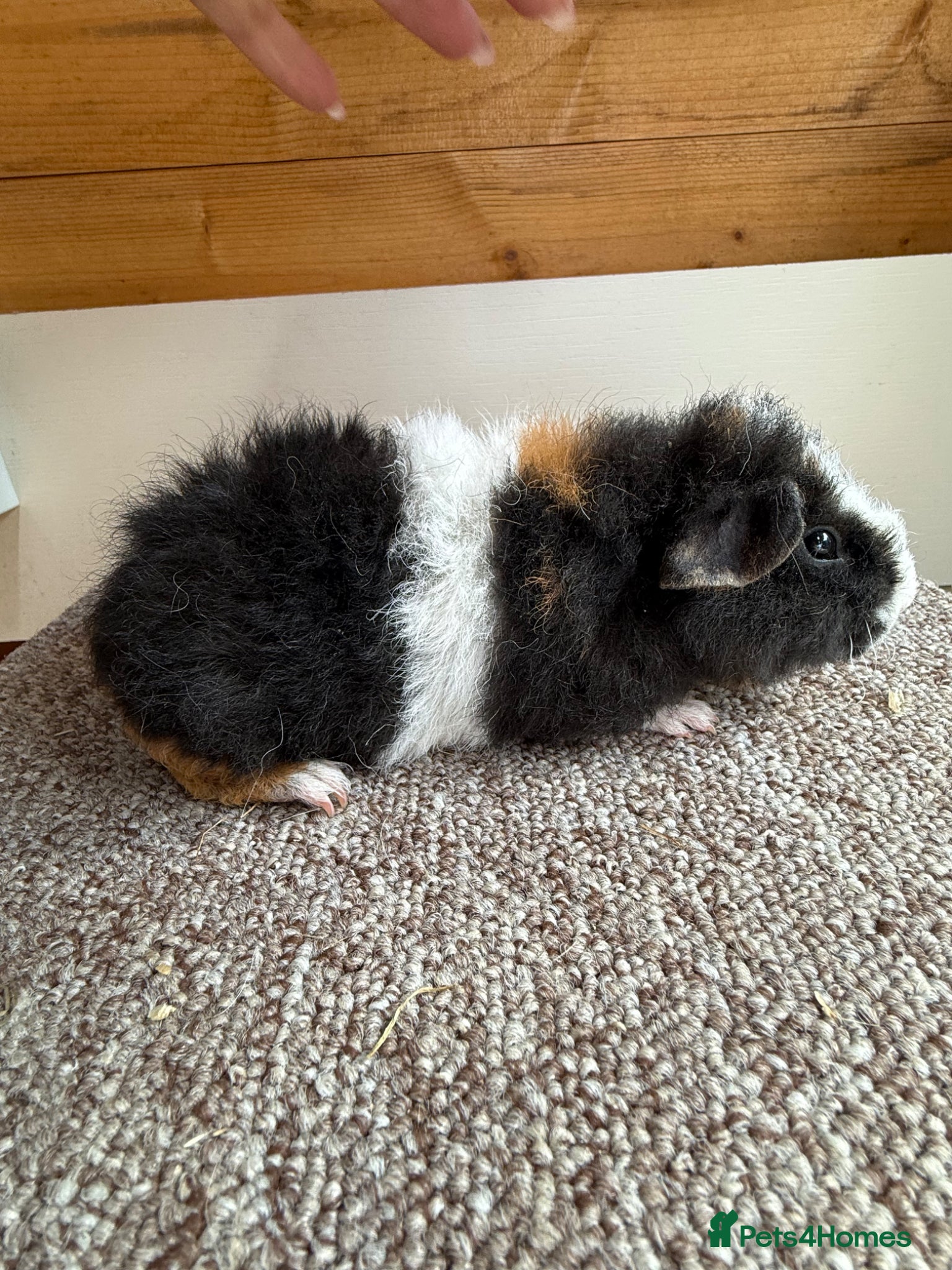 Guinea Pig rodents Teddy Boars - Advert 1