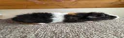 Guinea Pig rodents for sale: Teddy Boars - Advert 3