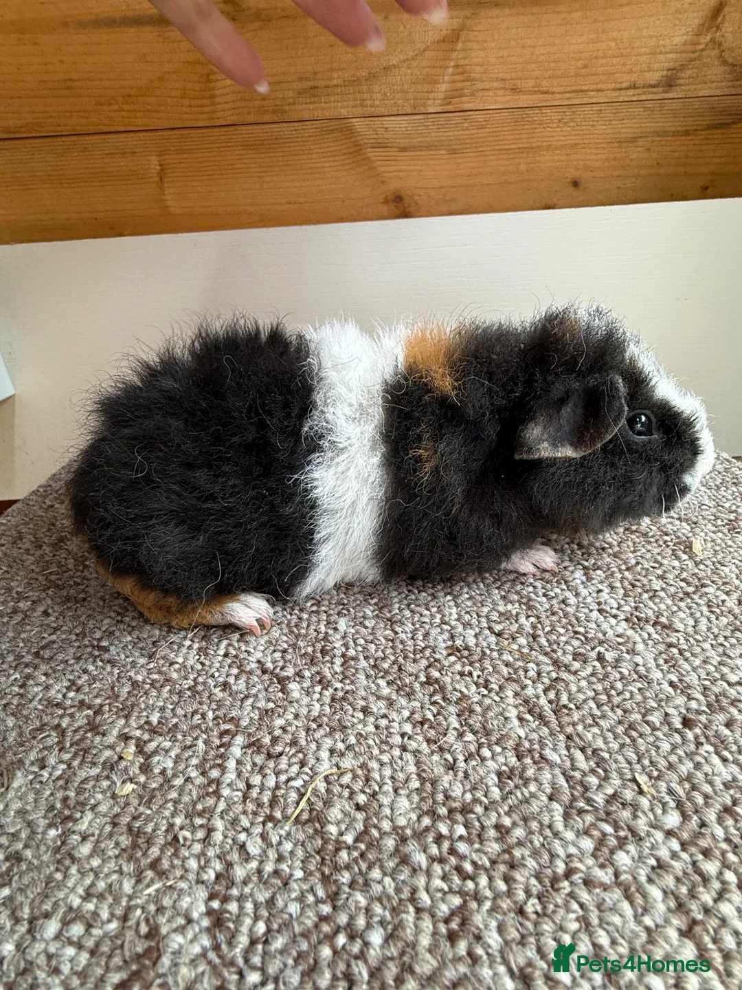 Guinea Pig rodents for sale: Teddy Boars & A Swiss Boar - Advert 1