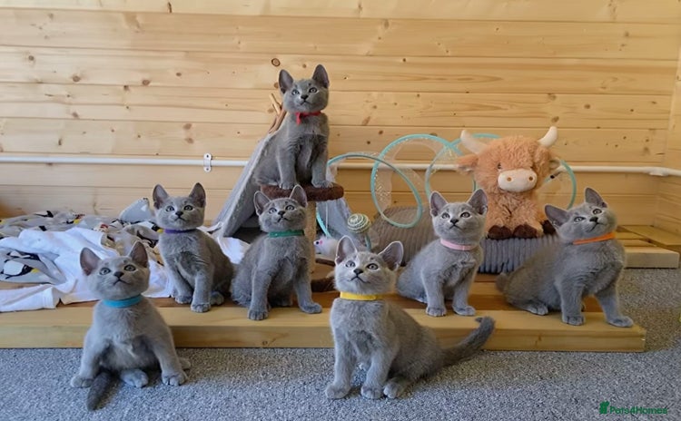 Russian Blue cats - Advert 4