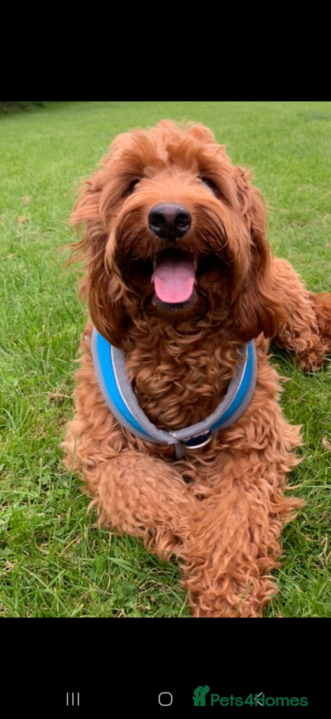 Mixed Breed dogs for sale: Stunning Irish Cockapoodledo's........ - Advert 10