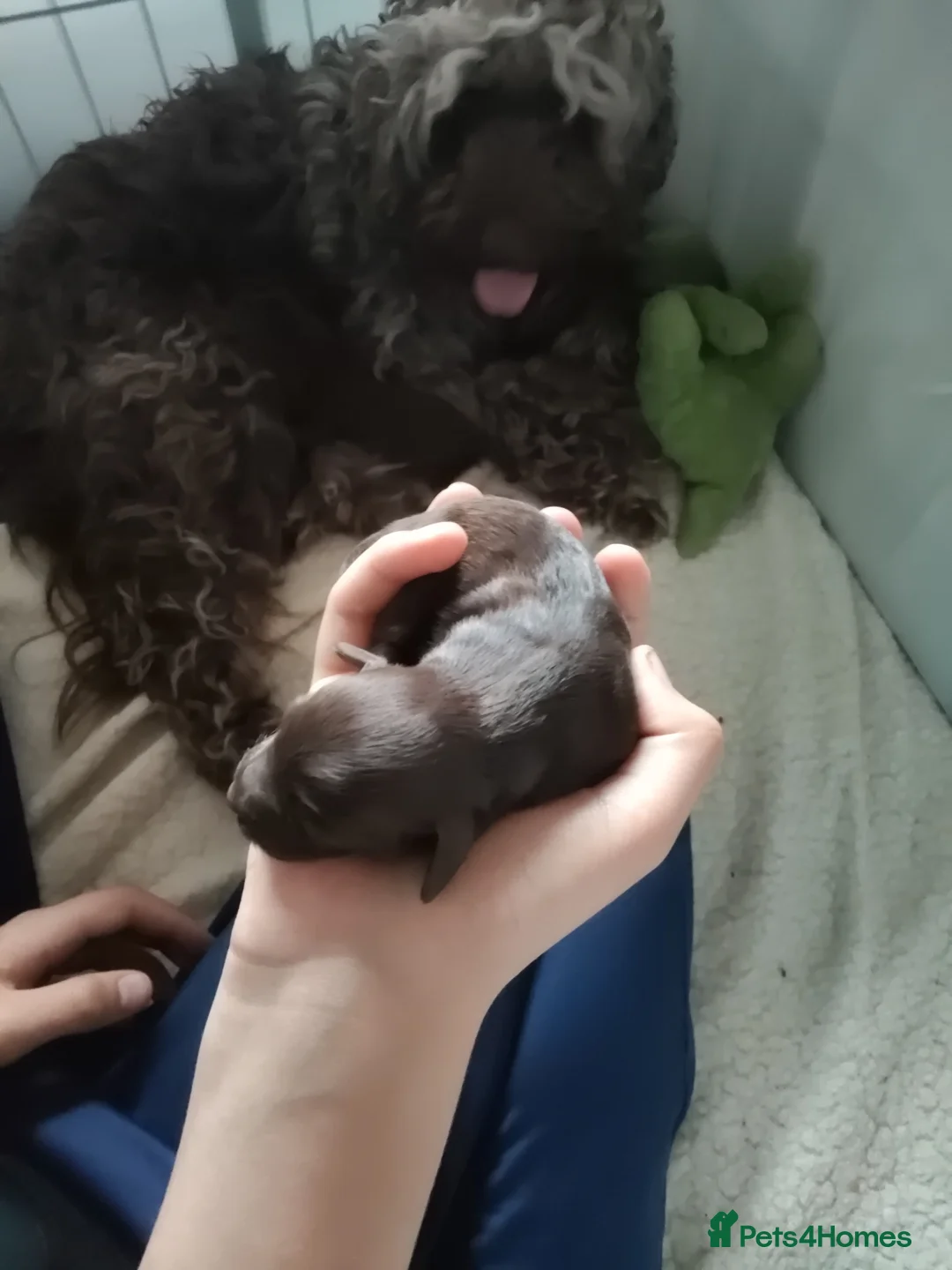 Cockapoo dogs for sale: Beautiful cockapoo puppies  - Advert 2