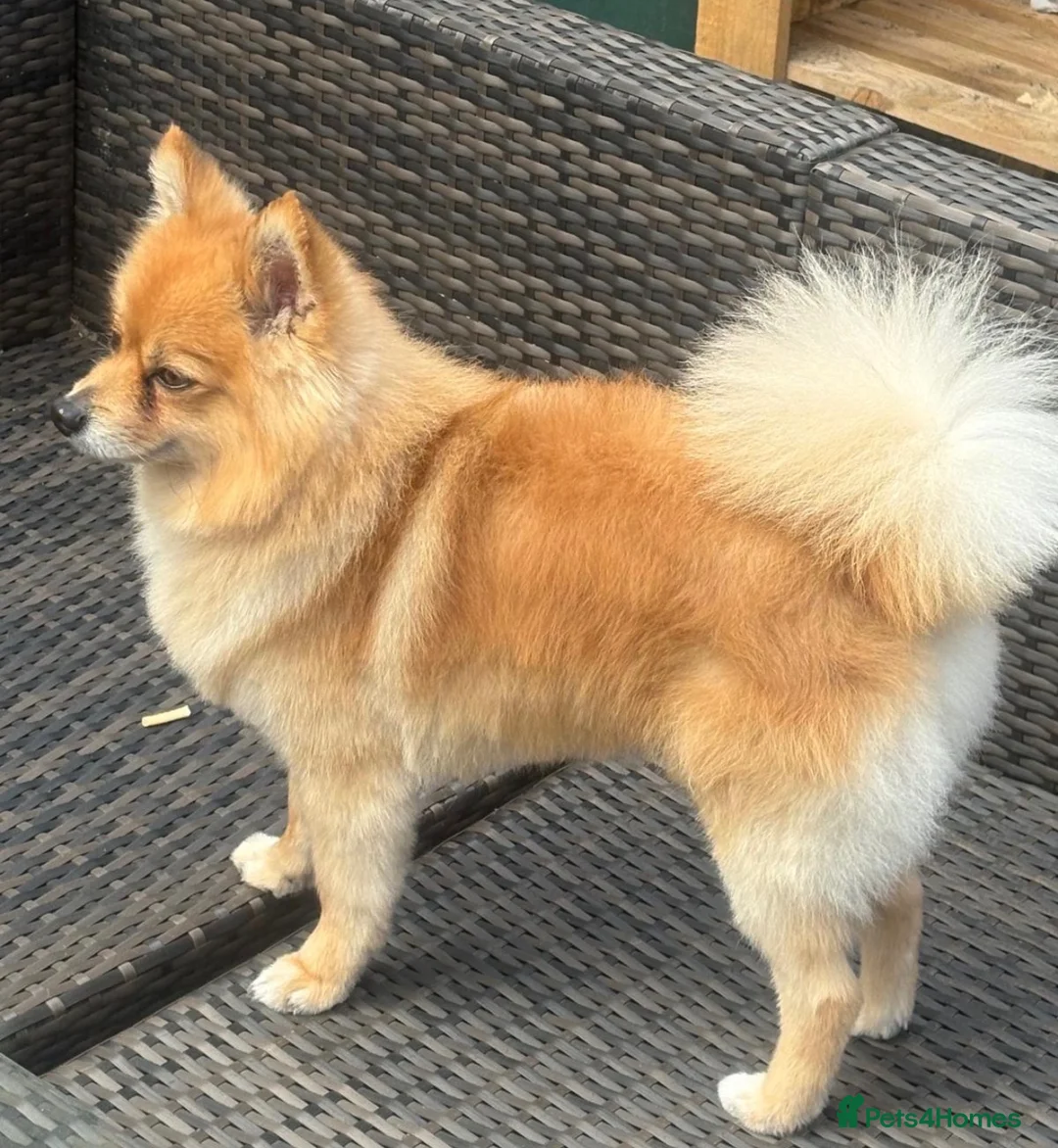 Pomeranian dogs for sale: Zylo Looking for a Loving Home - Advert 2