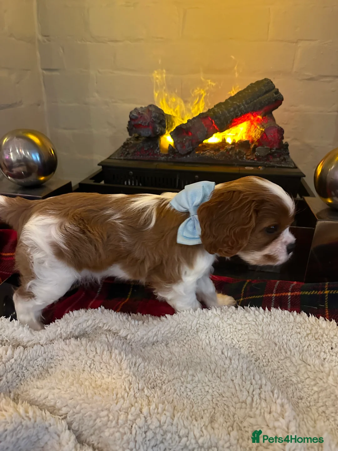 Cavalier King Charles Spaniel dogs for sale: King Charles Cavalier BOY Champion  - Advert 7