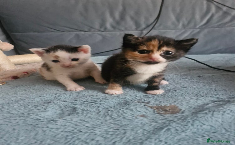 Mixed Breed cats - Advert 10