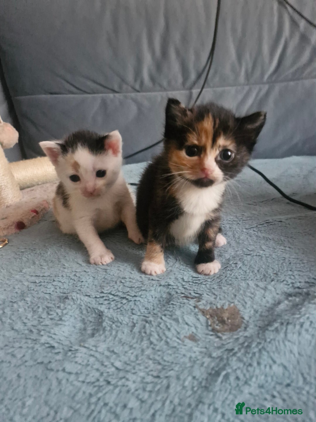 Mixed Breed cats for sale: 4 kittens for sale - Image 1