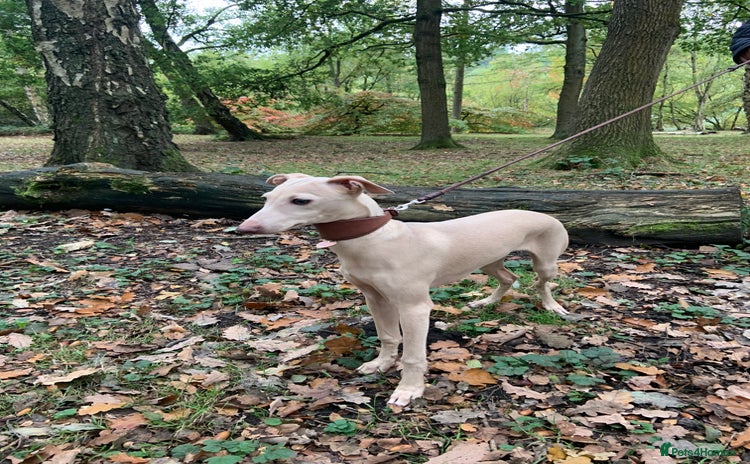 Italian Greyhound dogs in Leeds - Advert 1