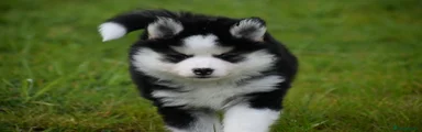 Pomsky Puppy 4