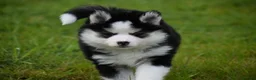 Pomsky dogs for sale: F4 Genuine Pomskies from health tested parents - Advert 24