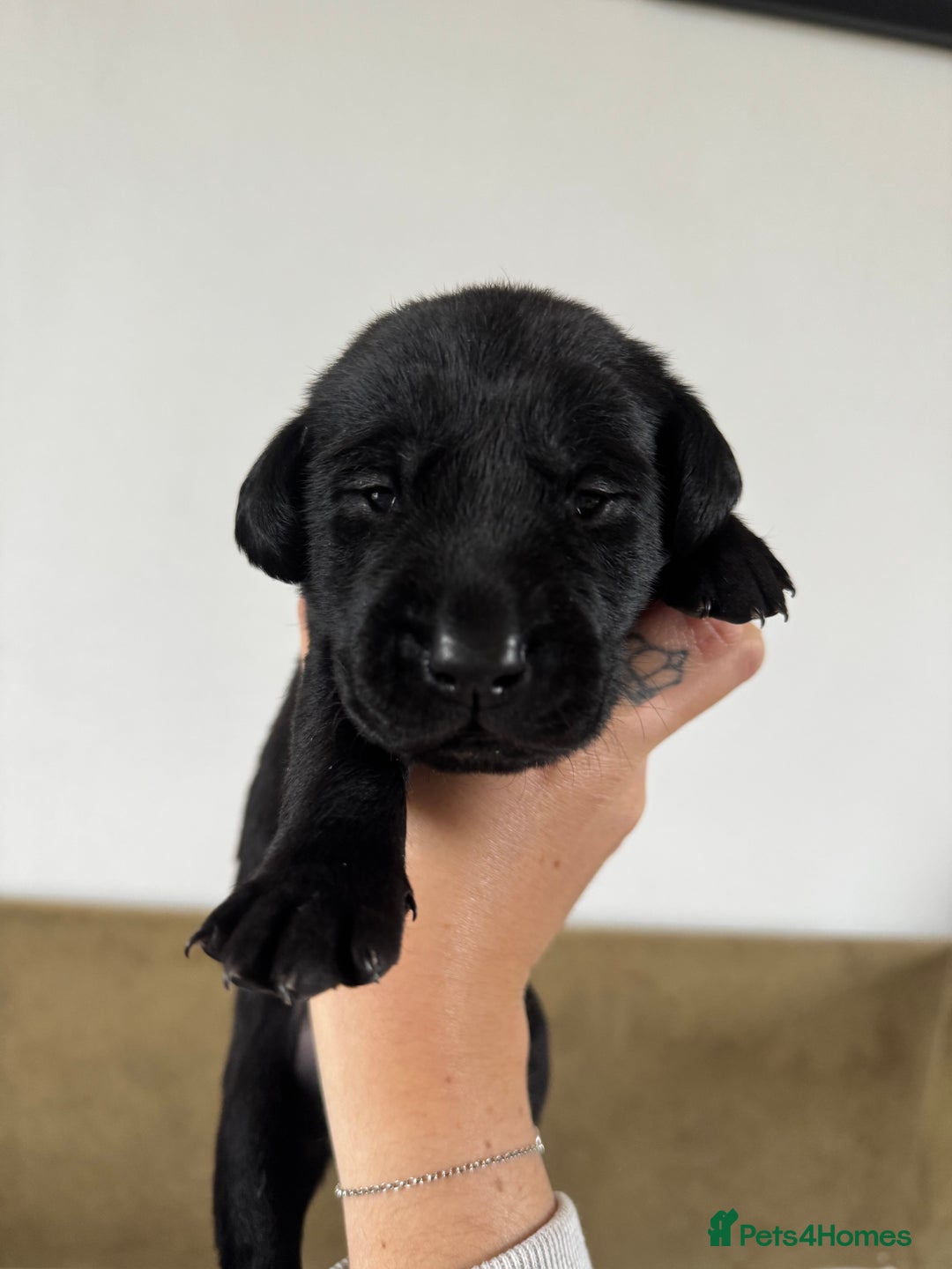 Labrador Retriever dogs for sale: Labrador Puppies For Sale  - Image 7