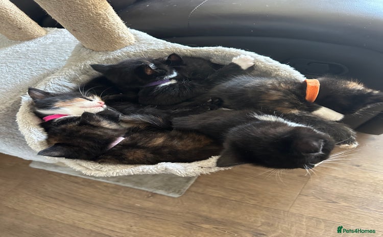 Mixed Breed cats - Advert 12